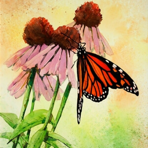 C. Dreyer_Olbrich Garden Butterfly_Watercolor_300dpi