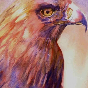 &quot;Portrait of a Predator&quot; Watercolor by Jan Ross