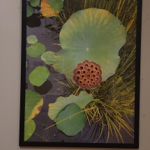45 Schuman, David Goldfish Photography 