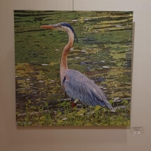 68 Edelstein, Steve Great Blue Heron #1 Photography 