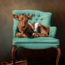 Powles, Audrey_Cookie_Fine Art Photograph